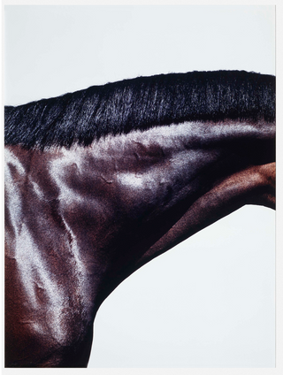 Klein, Steven. (b. 1965) Prancer